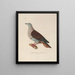 Reise um die Welt Pl145 - Louis-Isidore Duperrey — gerahmtes Bild an der Wand