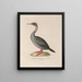 Reise um die Welt Pl154 - Louis-Isidore Duperrey — gerahmtes Bild an der Wand