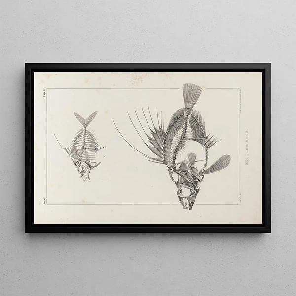 Louis Agassiz - Recherches sur les poissons fossiles Pl002.webp
