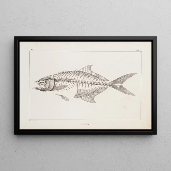 Louis Agassiz - Recherches sur les poissons fossiles Pl003.webp