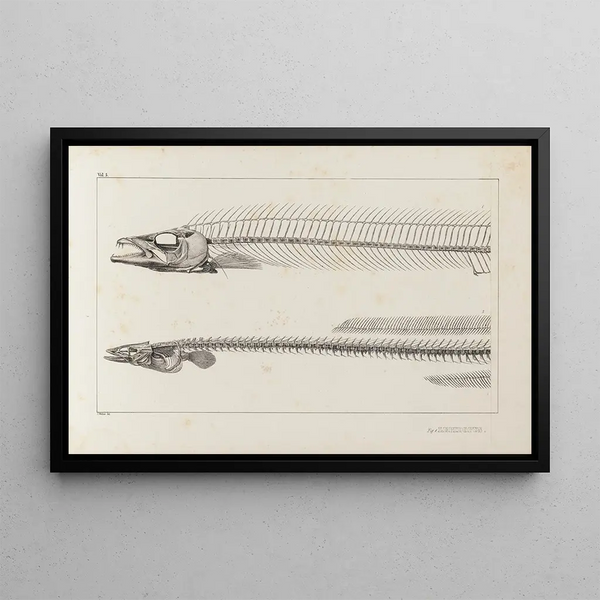 Louis Agassiz - Recherches sur les poissons fossiles Pl004.webp