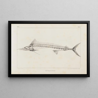 Louis Agassiz - Recherches sur les poissons fossiles Pl006.webp