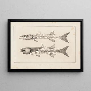 Louis Agassiz - Recherches sur les poissons fossiles Pl007.webp