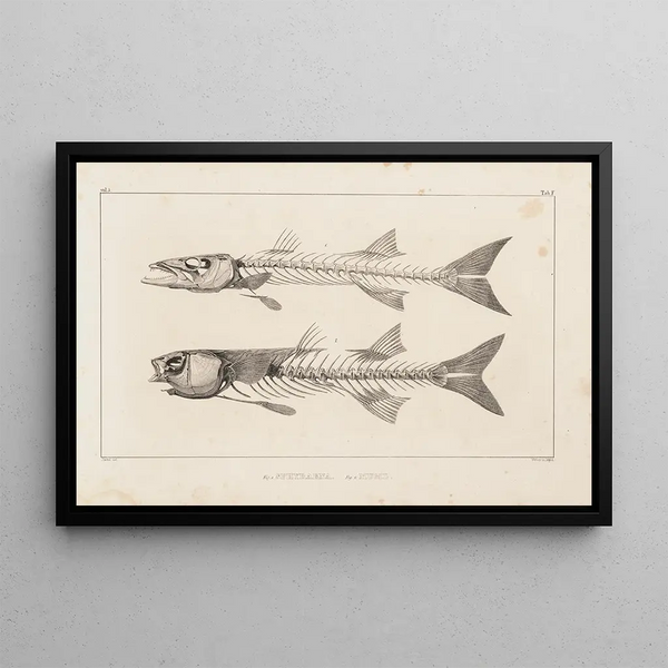 Recherches sur les poissons fossiles Pl007 - Louis Agassiz — gerahmtes Bild an der Wand