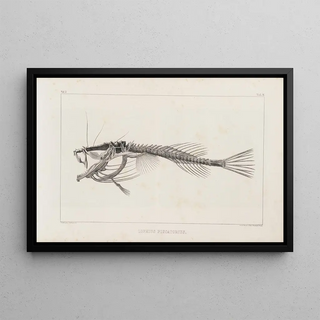 Louis Agassiz - Recherches sur les poissons fossiles Pl013.webp