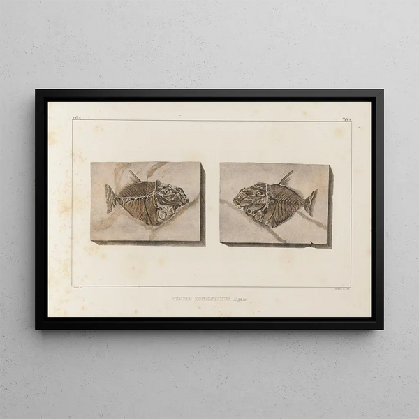 Recherches sur les poissons fossiles Pl018 - Louis Agassiz — gerahmtes Bild an der Wand