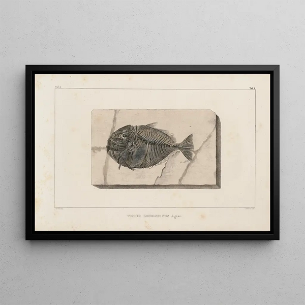 Recherches sur les poissons fossiles Pl019 - Louis Agassiz — gerahmtes Bild an der Wand
