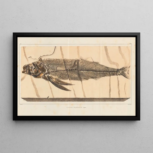 Recherches sur les poissons fossiles Pl028 - Louis Agassiz — gerahmtes Bild an der Wand