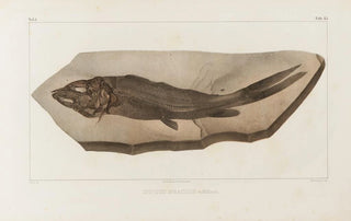 Louis Agassiz - Recherches sur les poissons fossiles Pl029.webp