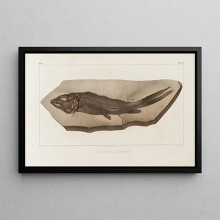 Louis Agassiz - Recherches sur les poissons fossiles Pl029.webp
