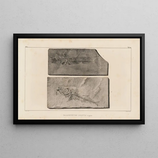 Recherches sur les poissons fossiles Pl034 - Louis Agassiz — gerahmtes Bild an der Wand