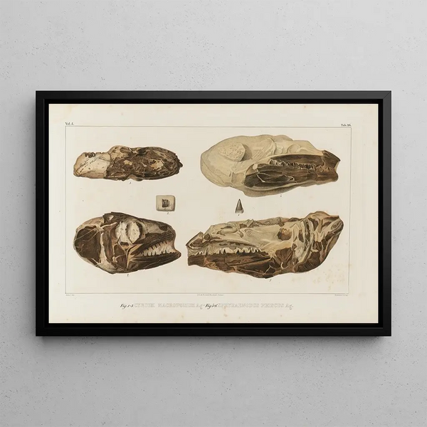 Louis Agassiz - Recherches sur les poissons fossiles Pl044.webp