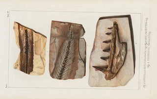Louis Agassiz - Recherches sur les poissons fossiles Pl047.webp