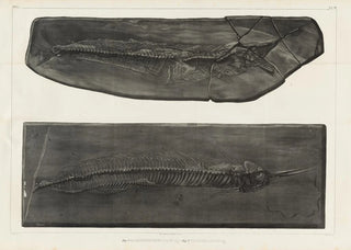 Louis Agassiz - Recherches sur les poissons fossiles Pl050.webp