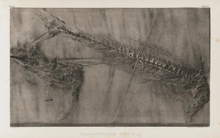 Louis Agassiz - Recherches sur les poissons fossiles Pl051.webp