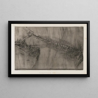 Louis Agassiz - Recherches sur les poissons fossiles Pl051.webp