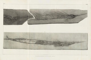 Louis Agassiz - Recherches sur les poissons fossiles Pl052.webp