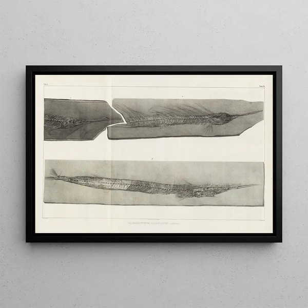 Louis Agassiz - Recherches sur les poissons fossiles Pl052.webp