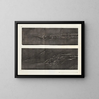Louis Agassiz - Recherches sur les poissons fossiles Pl053.webp