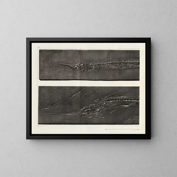 Recherches sur les poissons fossiles - Louis Agassiz — gerahmtes Bild an der Wand