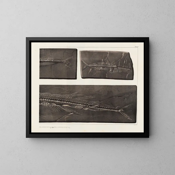Recherches sur les poissons fossiles - Louis Agassiz — gerahmtes Bild an der Wand