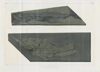 Louis Agassiz - Recherches sur les poissons fossiles Pl055.webp