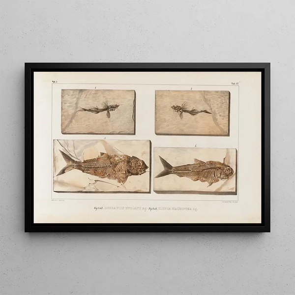 Recherches sur les poissons fossiles Pl059 - Louis Agassiz — gerahmtes Bild an der Wand