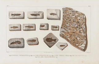 Louis Agassiz - Recherches sur les poissons fossiles Pl063.webp