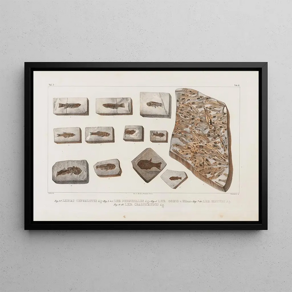Recherches sur les poissons fossiles Pl063 - Louis Agassiz — gerahmtes Bild an der Wand