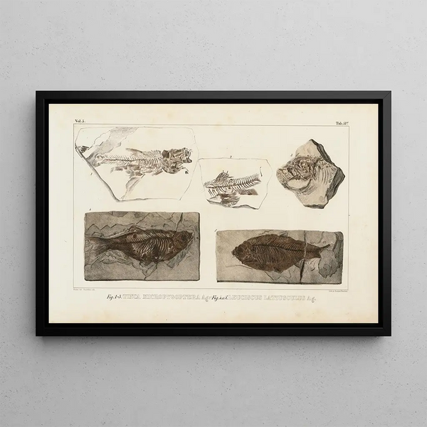 Recherches sur les poissons fossiles Pl074 - Louis Agassiz — gerahmtes Bild an der Wand