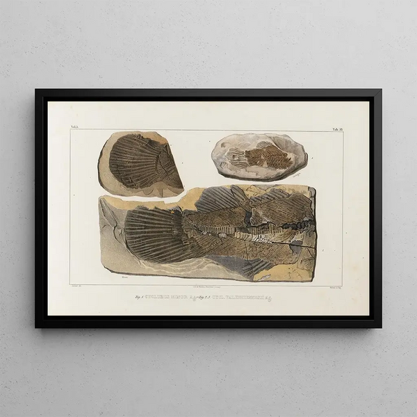 Louis Agassiz - Recherches sur les poissons fossiles Pl077.webp
