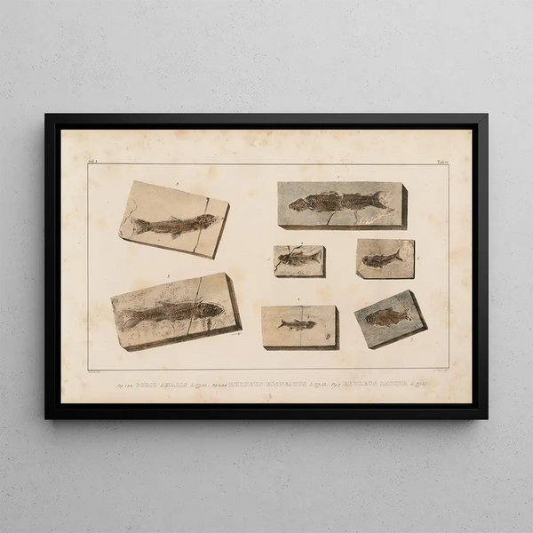 Recherches sur les poissons fossiles, Pl. 078 - Louis Agassiz — gerahmtes Bild an der Wand