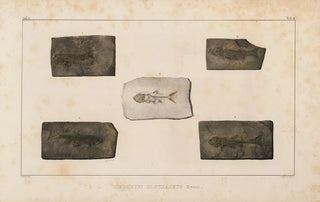 Louis Agassiz - Recherches sur les poissons fossiles Pl080.webp