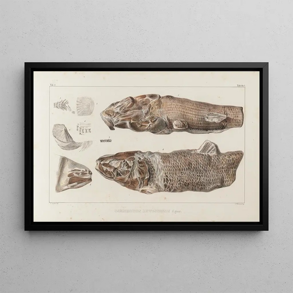 Louis Agassiz - Recherches sur les poissons fossiles Pl087.webp