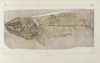 Louis Agassiz - Recherches sur les poissons fossiles Pl091.webp