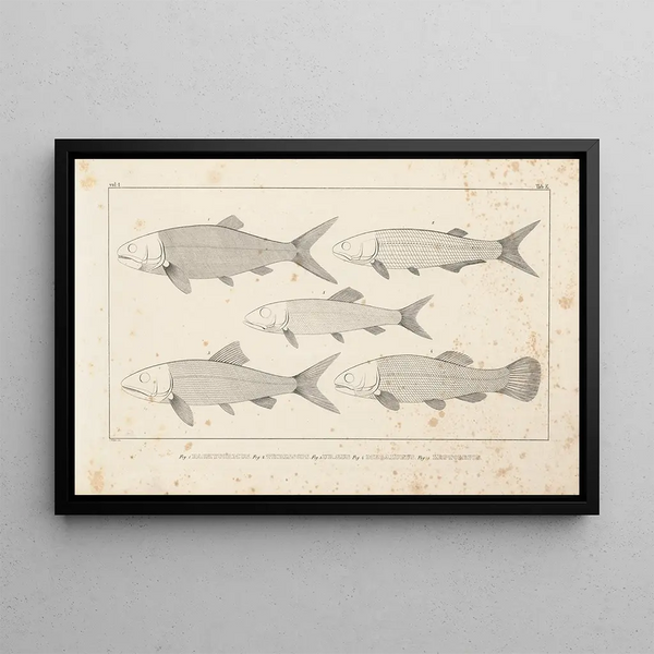 Recherches sur les poissons fossiles Pl097 - Louis Agassiz — gerahmtes Bild an der Wand