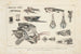 Recherches sur les poissons fossiles Pl101 - Louis Agassiz — Ansicht des Kunstwerks