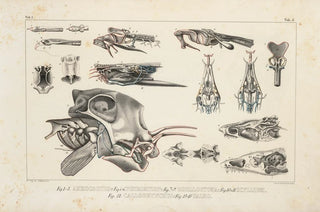 Louis Agassiz - Recherches sur les poissons fossiles Pl101.webp