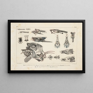 Louis Agassiz - Recherches sur les poissons fossiles Pl101.webp