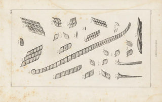 Louis Agassiz - Recherches sur les poissons fossiles Pl104.webp