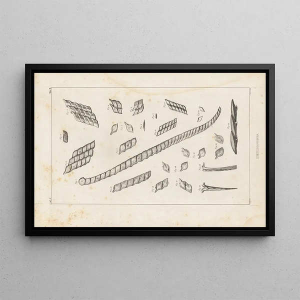 Louis Agassiz - Recherches sur les poissons fossiles Pl104.webp