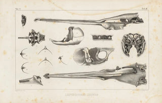 Louis Agassiz - Recherches sur les poissons fossiles Pl106.webp