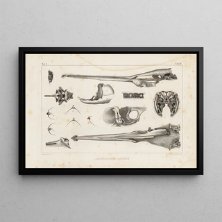 Louis Agassiz - Recherches sur les poissons fossiles Pl106.webp