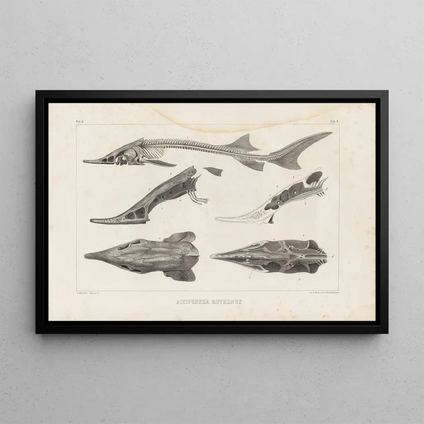 Louis Agassiz - Recherches sur les poissons fossiles Pl110.webp