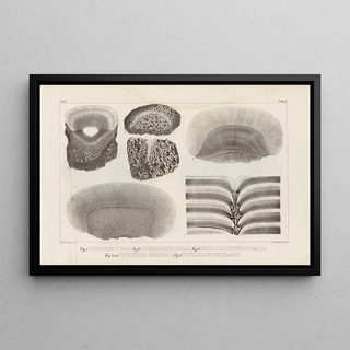 Louis Agassiz - Recherches sur les poissons fossiles Pl114.webp
