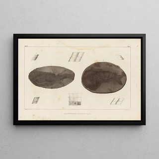 Louis Agassiz - Recherches sur les poissons fossiles Pl115.webp