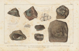 Louis Agassiz - Recherches sur les poissons fossiles Pl117.webp