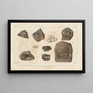 Louis Agassiz - Recherches sur les poissons fossiles Pl117.webp