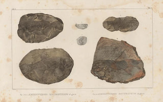 Louis Agassiz - Recherches sur les poissons fossiles Pl126.webp