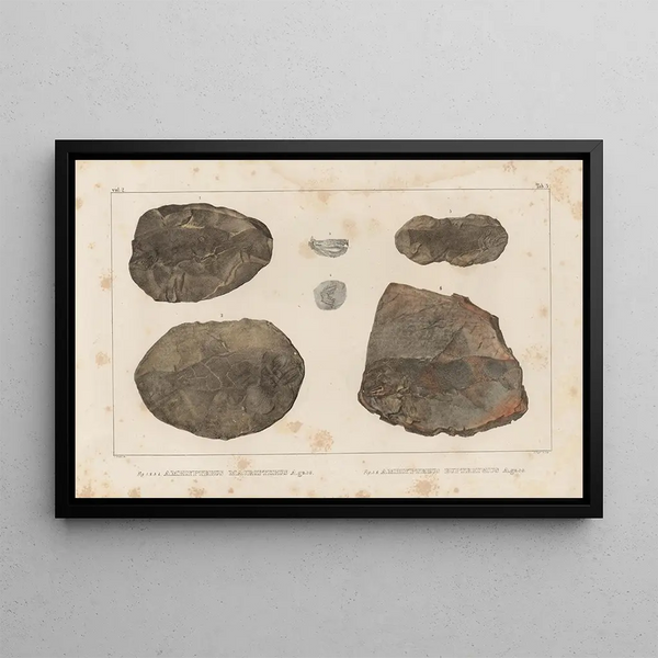 Recherches sur les poissons fossiles Pl126 - Louis Agassiz — gerahmtes Bild an der Wand